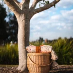 Woven wicker picnic basket with rolled rug resting at the base of a tree in a park.