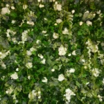 Full greenery hedge wall backdrop decorated with white artificial flowers