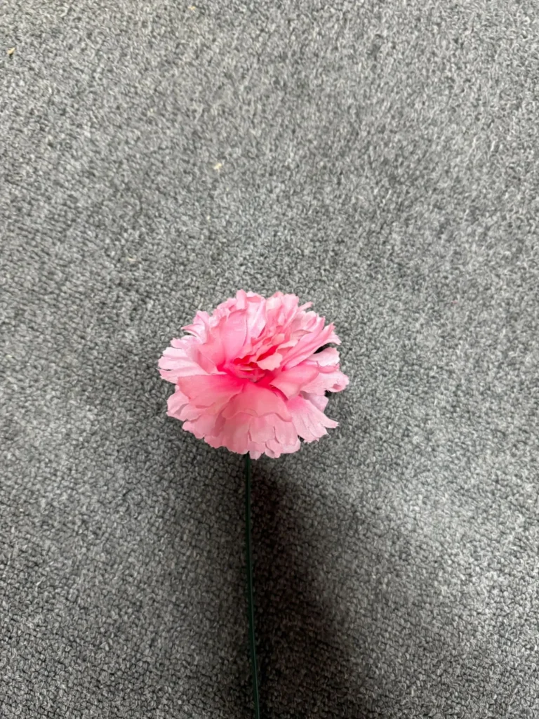 Single pink carnation flower